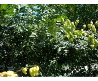 Koelreuteria Paniculata